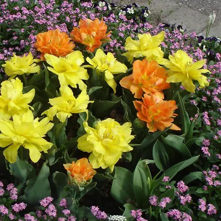 Europa Residenz Premium Suite * Bad Fussing