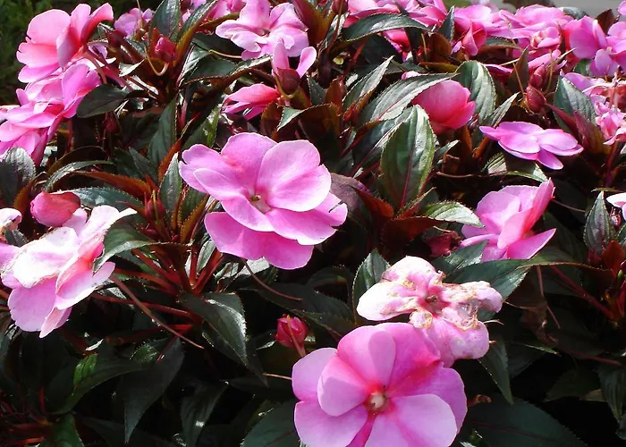 Apartment Europa Residenz Premium